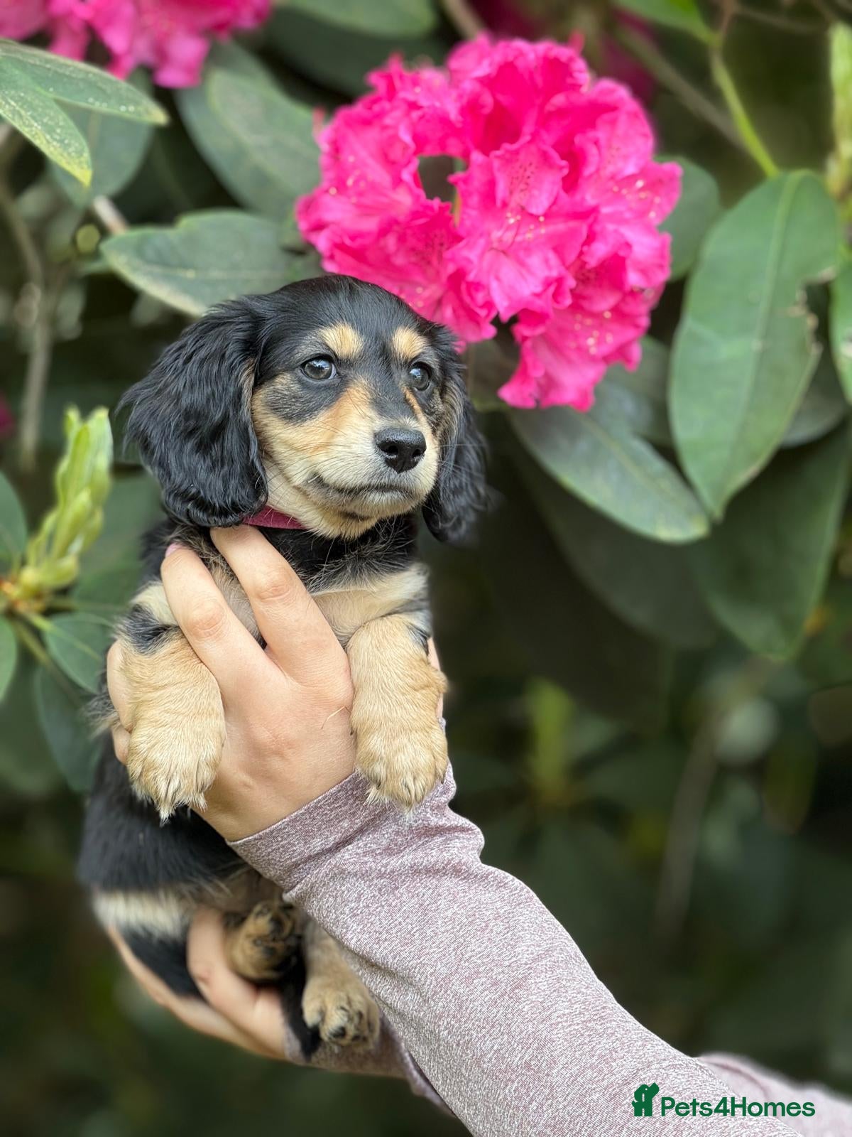 Miniature Dachshund dogs KC Long Hair Black And Cream Miniature Dachshund - Advert 5