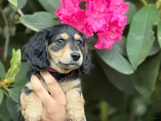 Miniature Dachshund dogs KC Long Hair Black And Cream Miniature Dachshund - Advert 5