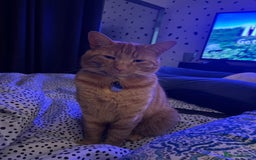 Domestic Shorthair cats for sale: Two male cats  - Image 4
