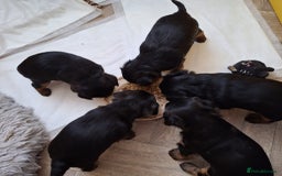 Yorkshire Terrier dogs for sale: Yorkshire Terrier Puppies – Ready 24 Dec - Image 31