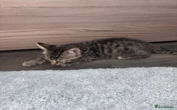 Ragdoll cats for sale: Ragdoll X bengals  - Image 8