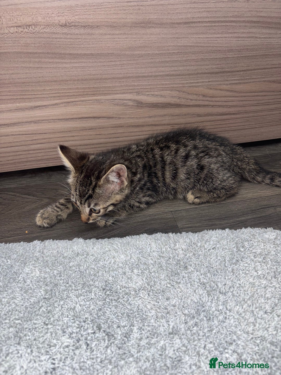 Ragdoll cats for sale: Ragdoll X bengals  - Image 8