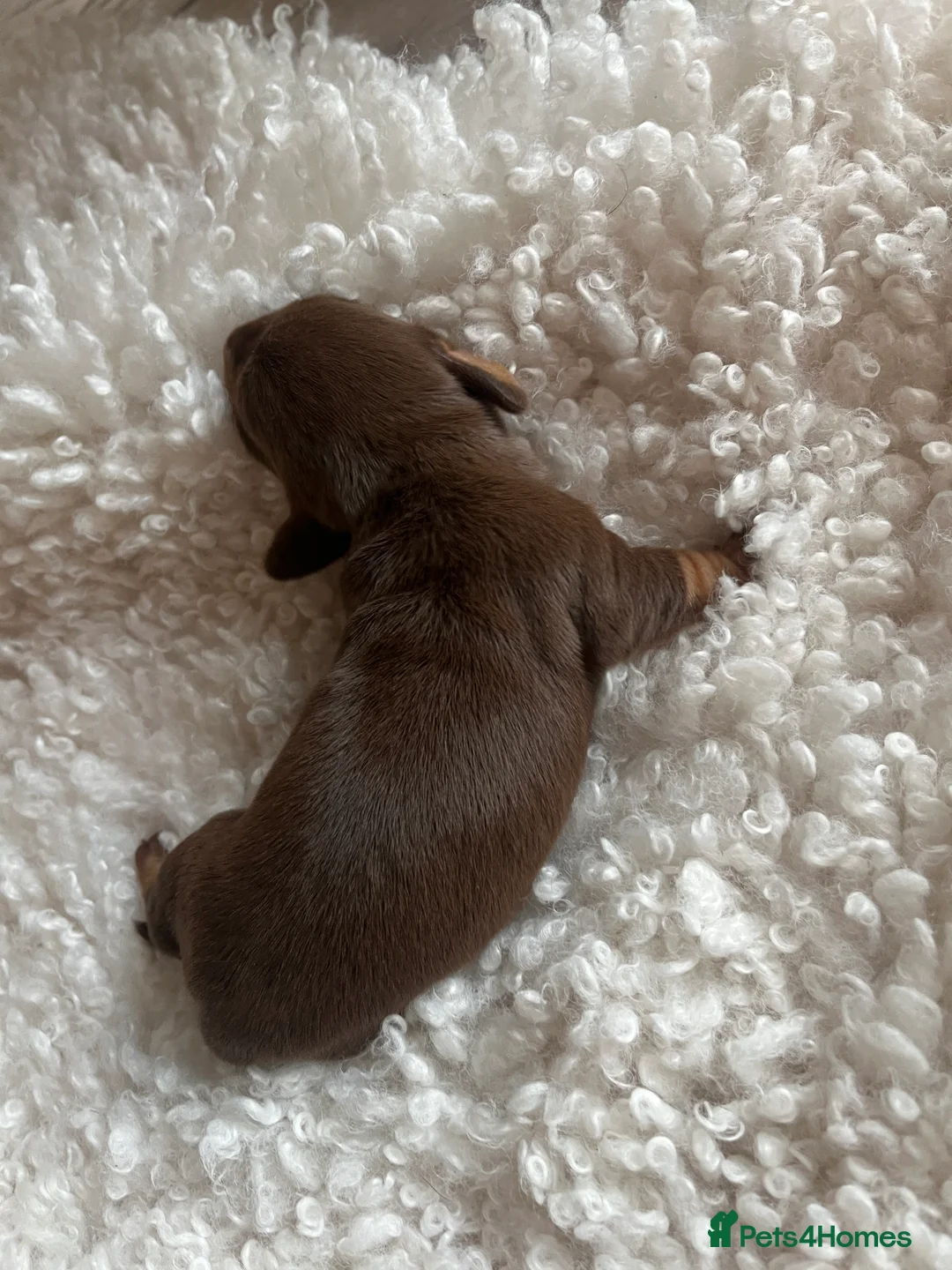 Miniature Dachshund dogs for sale: Miniature dachshunds for sale  - Advert 29