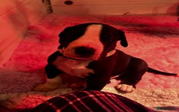 Great Dane dogs for sale: Stunning Great Dane Mantle Puppies - Image 4