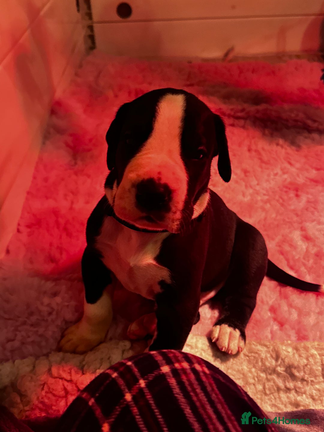 Great Dane dogs for sale: Stunning Great Dane Mantle Puppies - Image 4