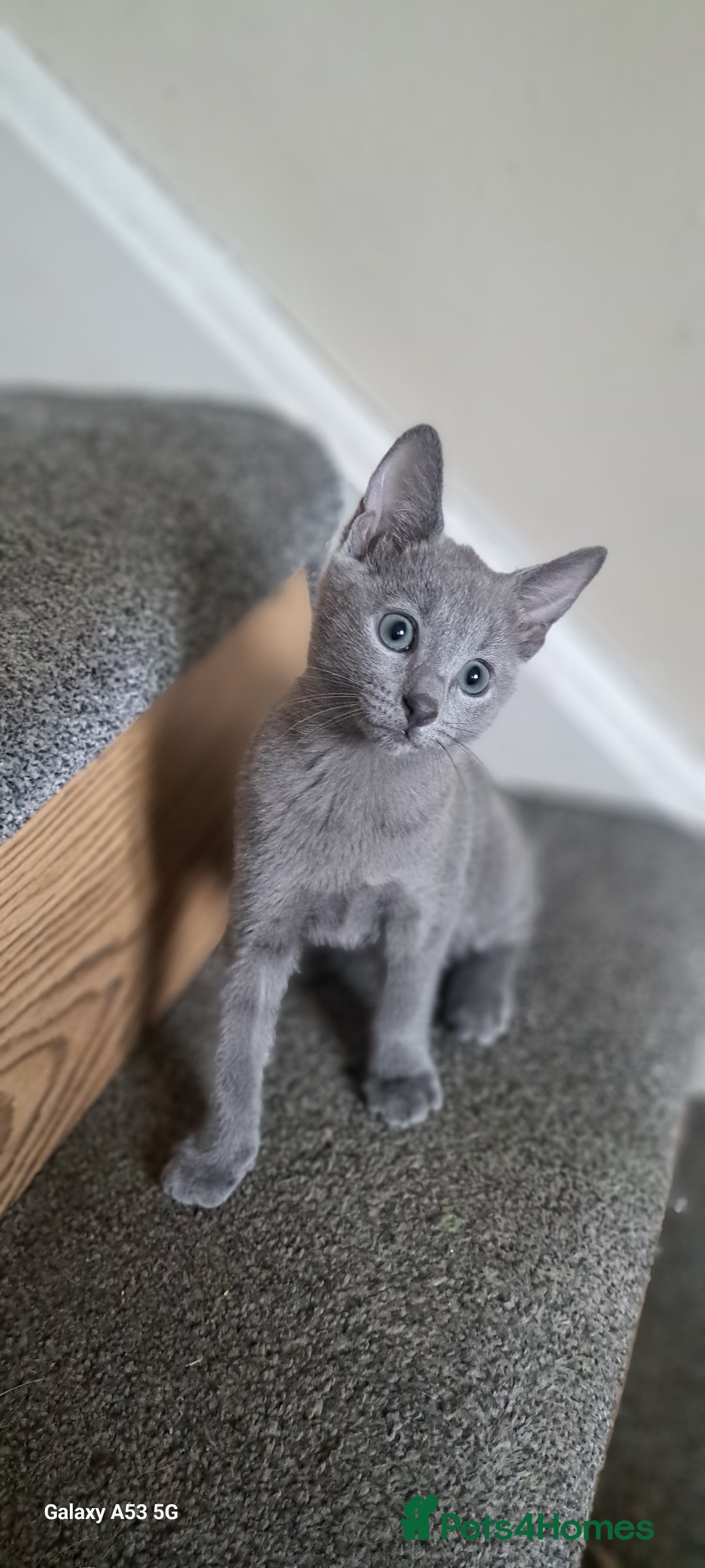 Russian Blue cats for sale: TICA 5* Pedigree Russian Blue Kittens - Image 17