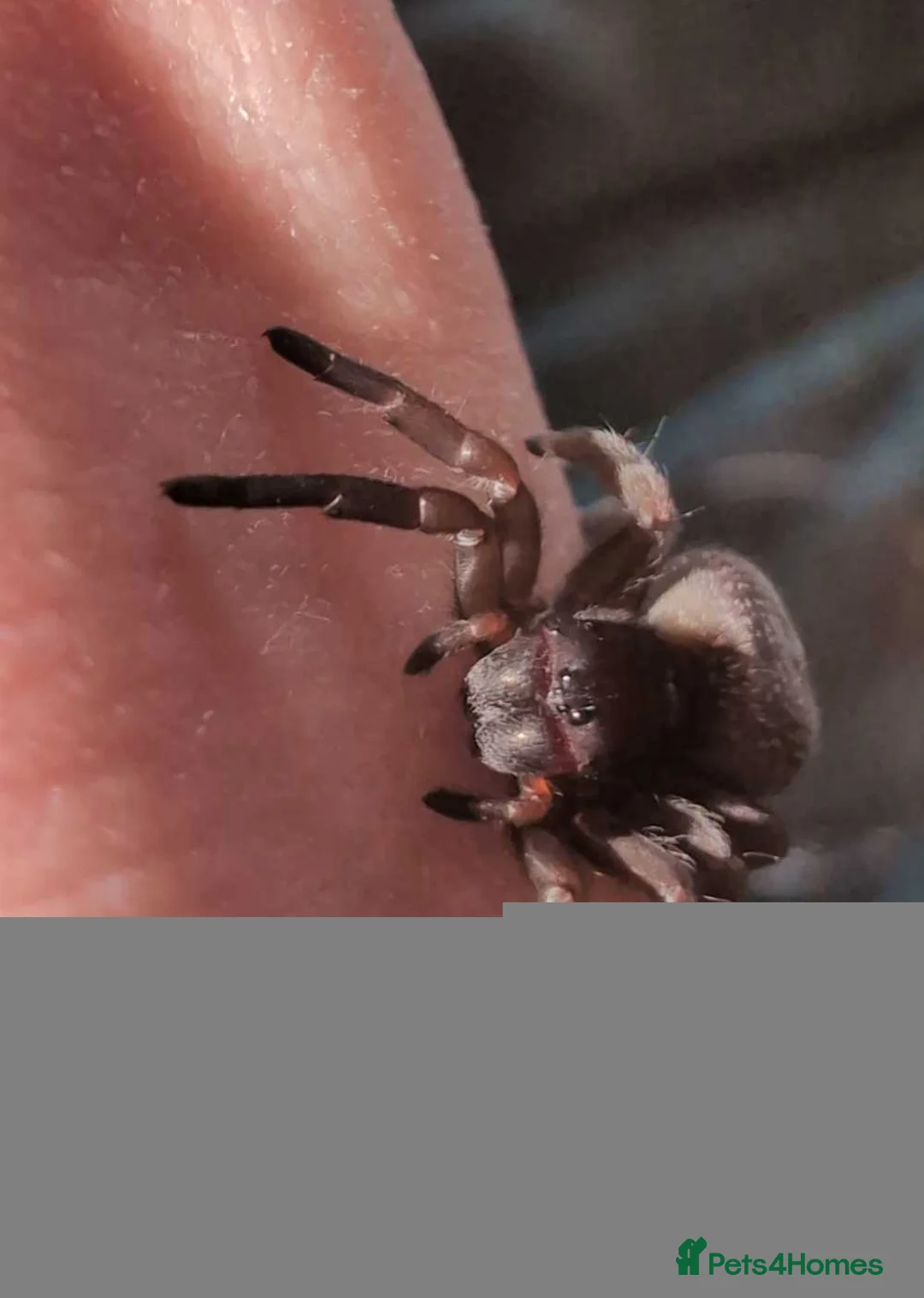 Spiders invertebrates for sale: Velvet spider (Gandanameno) and lady bird spider - Advert 1