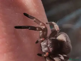 Spiders invertebrates Velvet spider (Gandanameno) and lady bird spider - Advert 1