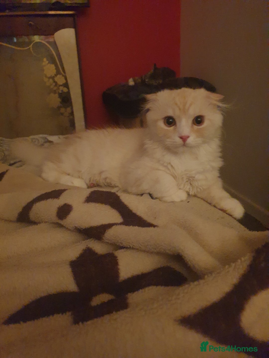 Mixed Breed cats for sale: Adorable Kittens♥️ - Image 12