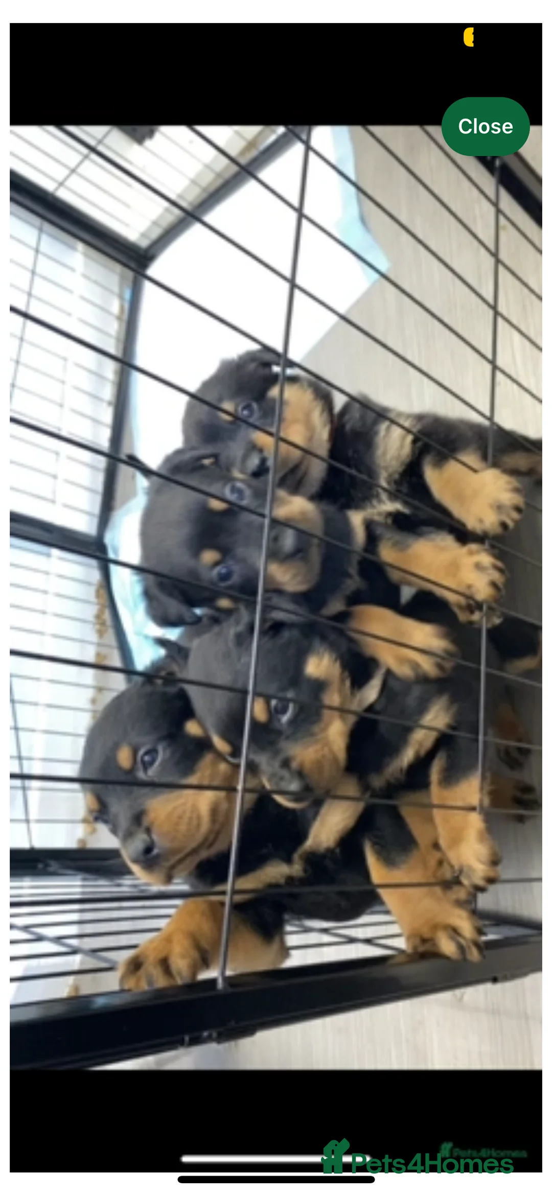 Rottweiler dogs for stud: Rottie male for stud in Ayr - Advert 21