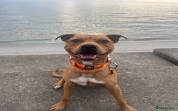 Mixed Breed dogs for sale: Staffy mixed breed - Image 3