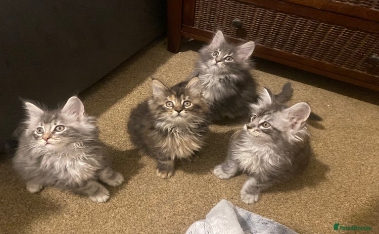 Maine Coon cats Ready 22.11.2025 - Advert 2