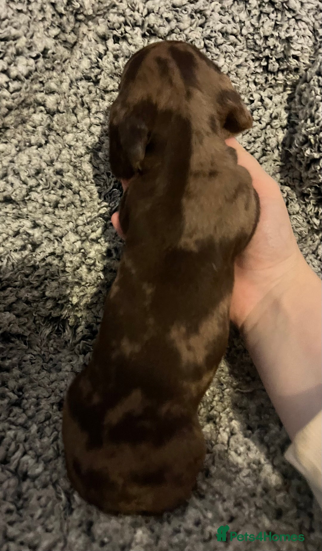 Miniature Dachshund dogs for sale: Beautiful Miniature dachshunds🐶🤎 - Advert 20