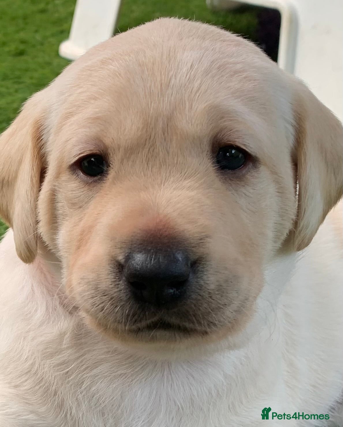 Labrador Retriever dogs for sale: Labrador puppies for sale in Scunthorpe - Advert 11
