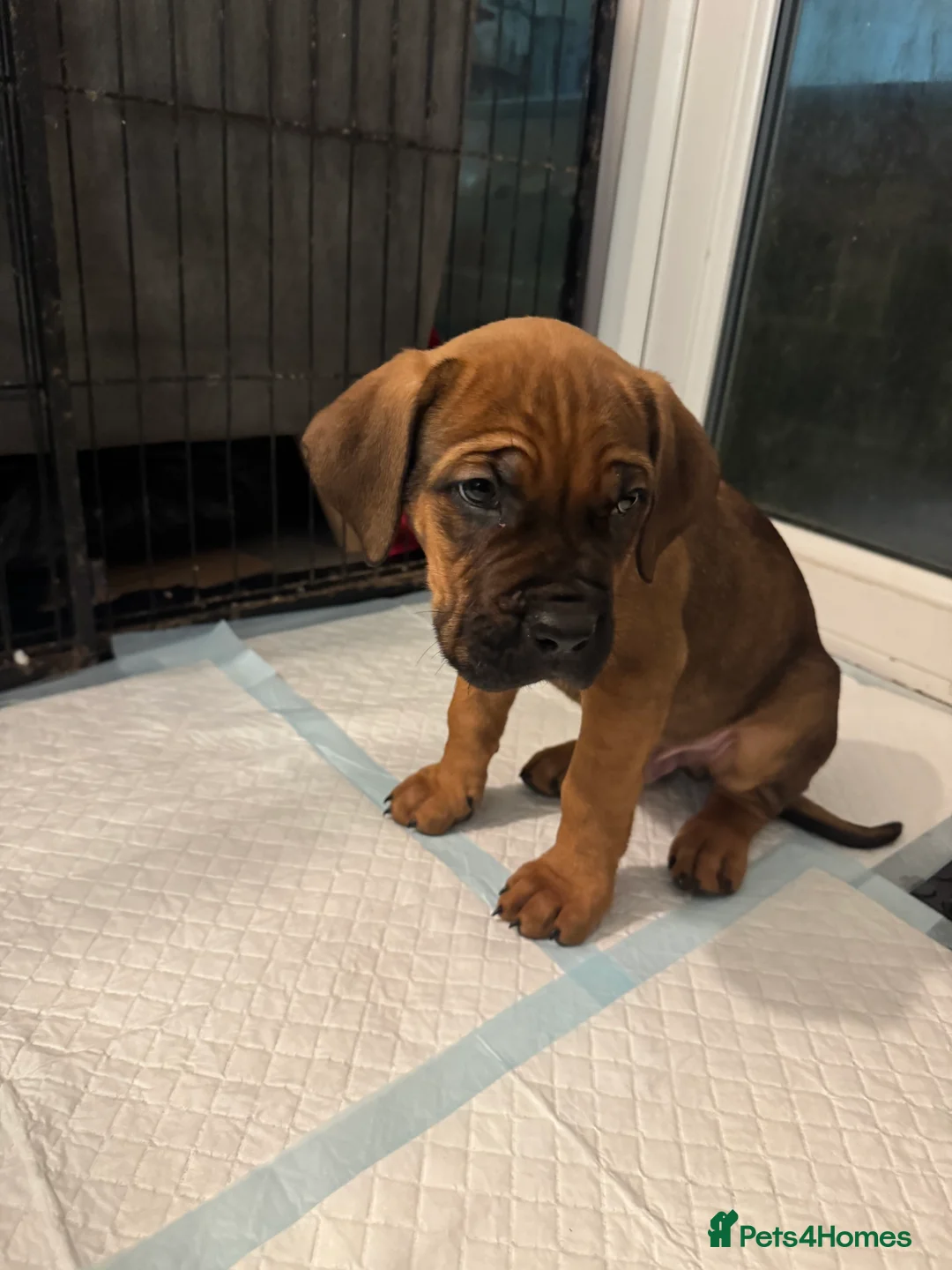 Cane Corso dogs for sale: Ready to go Thursday 2boys 1girl cane Corso pups - Advert 3