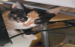 Maine Coon cats for sale: Main coon calico kittens - Image 1