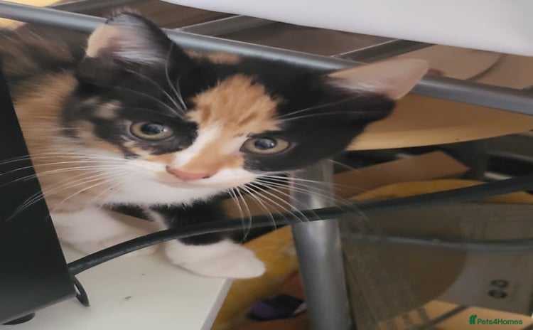 Maine Coon cats - Advert 10