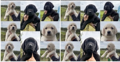 Labrador Retriever dogs - Advert 8
