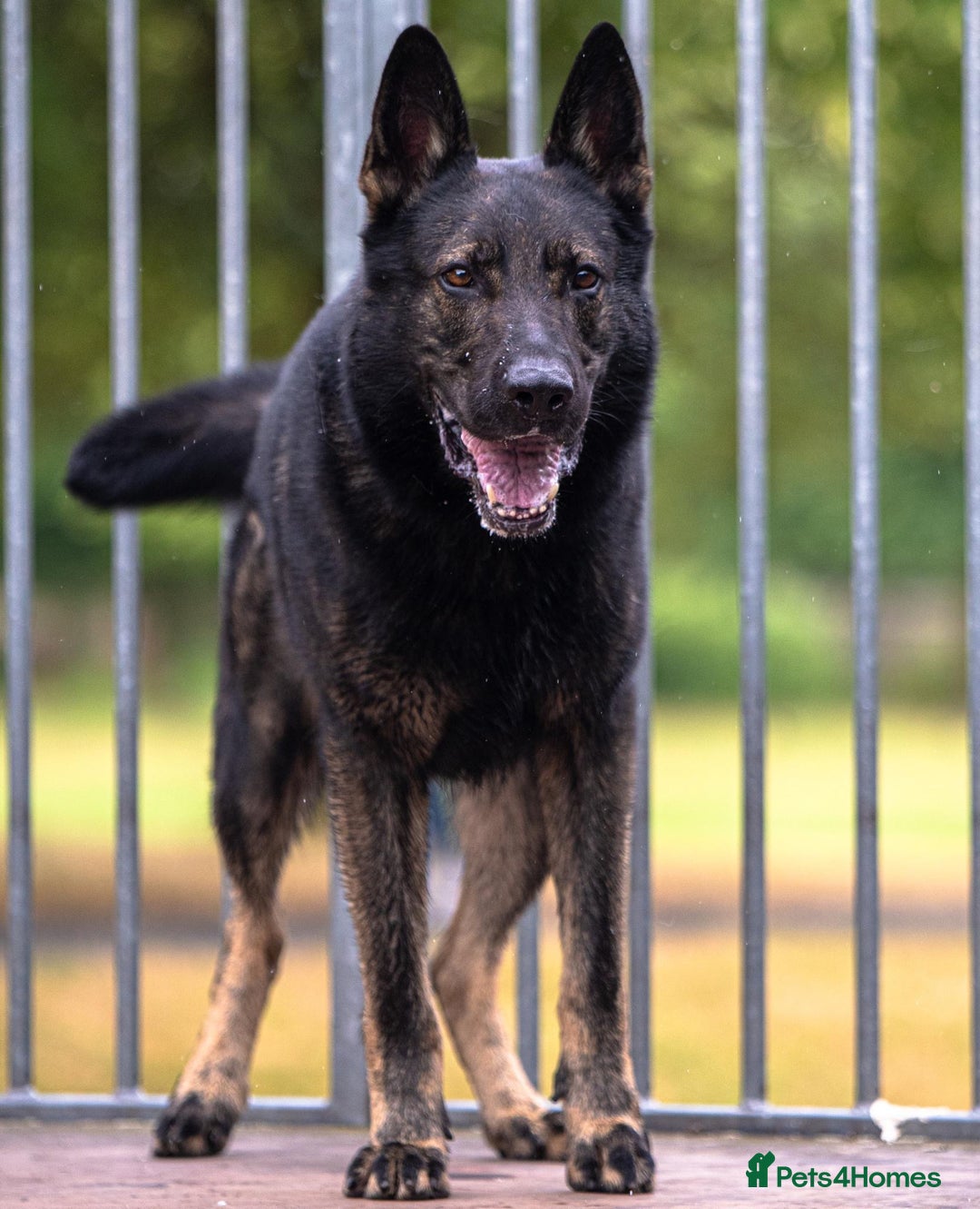 German Shepherd dogs for stud: Czech 🇨🇿 Health Tested German Shepherd Stud  in Birmingham - Image 2