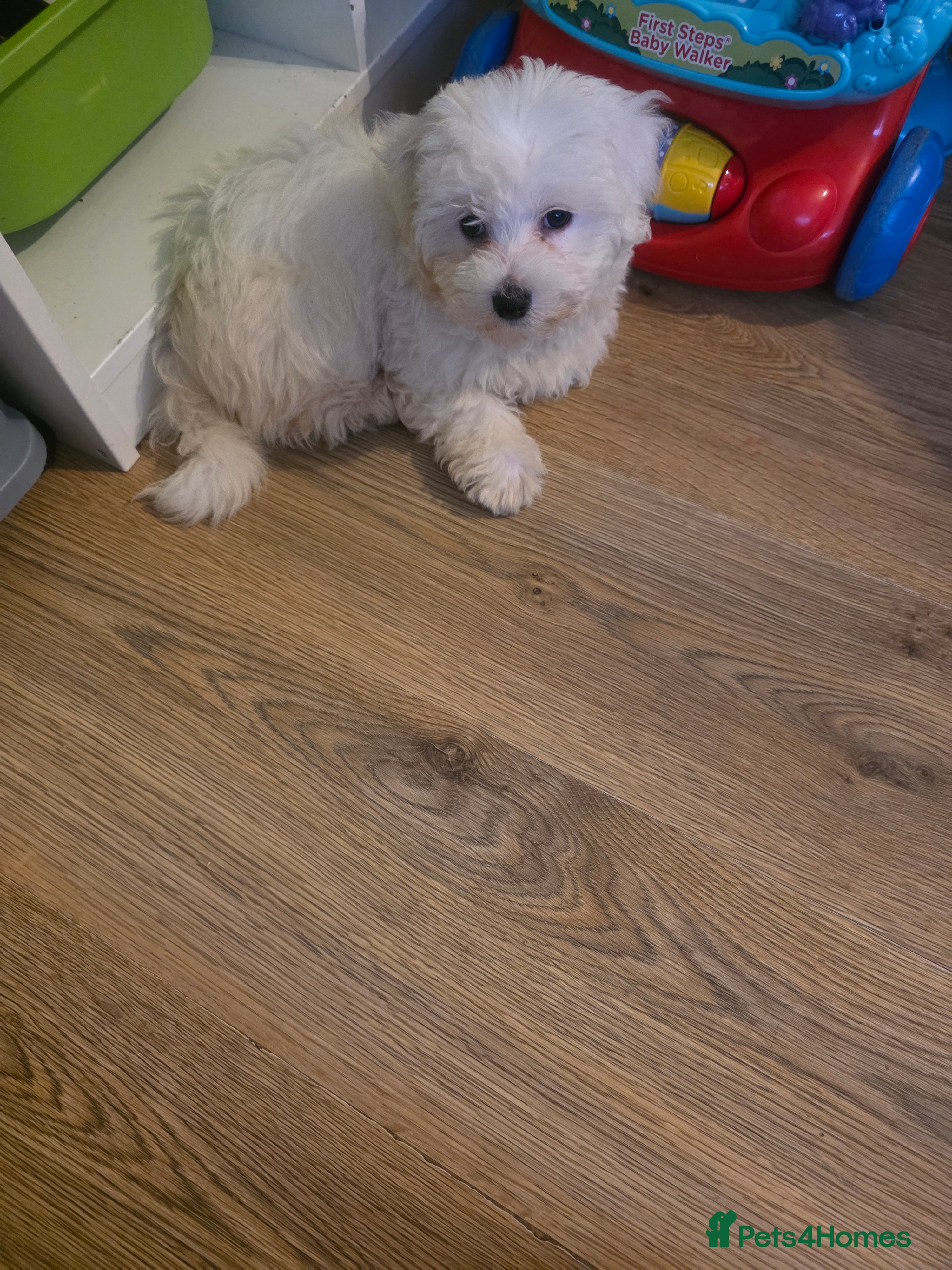 Maltipoo dogs A white maltpoo - Advert 17