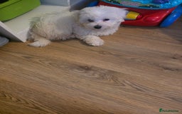 Maltipoo dogs for sale: A white maltpoo - Advert 1