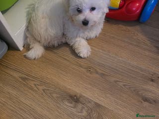 Maltipoo dogs A white maltpoo - Advert 16
