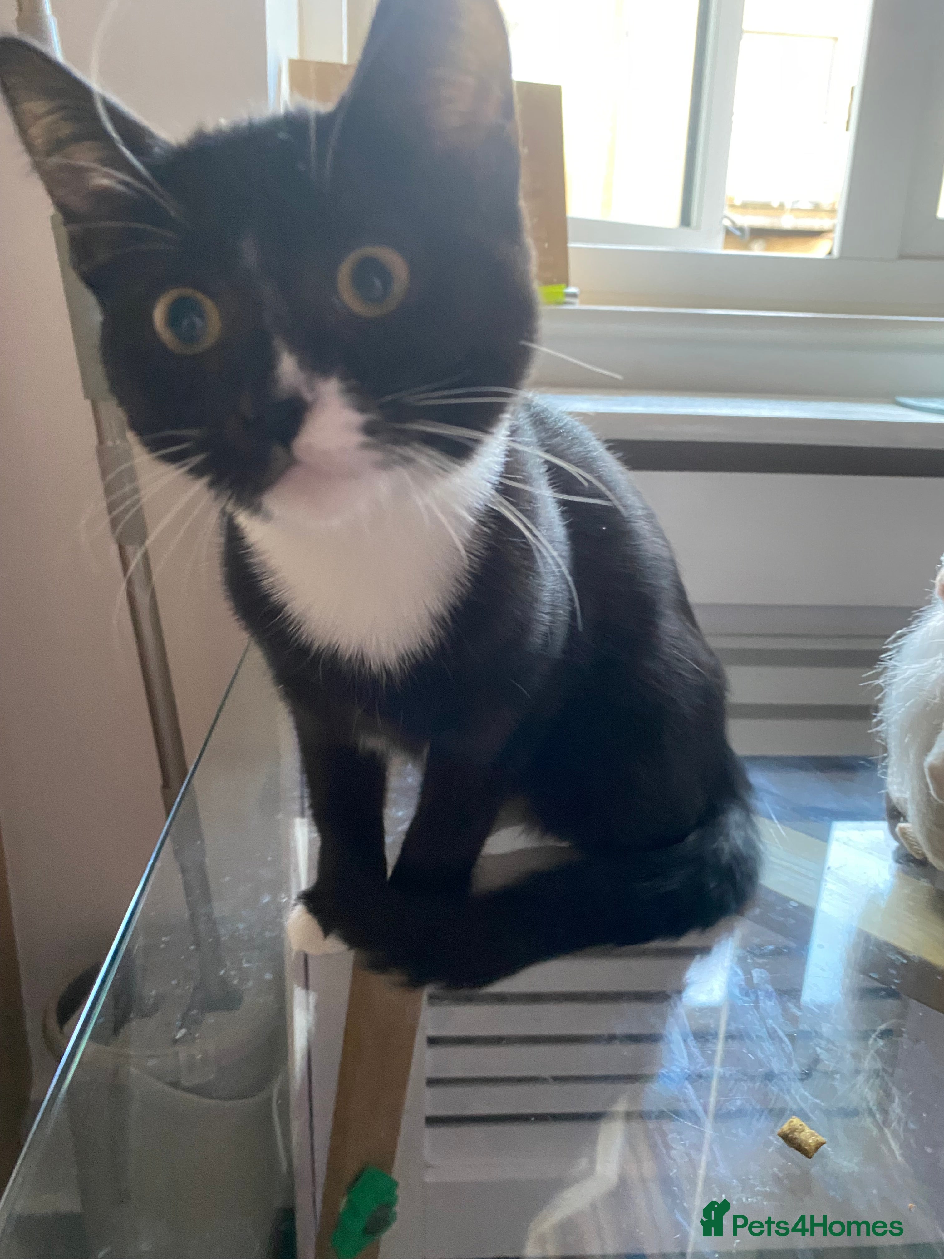 Mixed Breed cats LUNA  - Advert 16