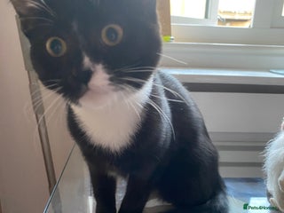 Mixed Breed cats LUNA - Advert 1