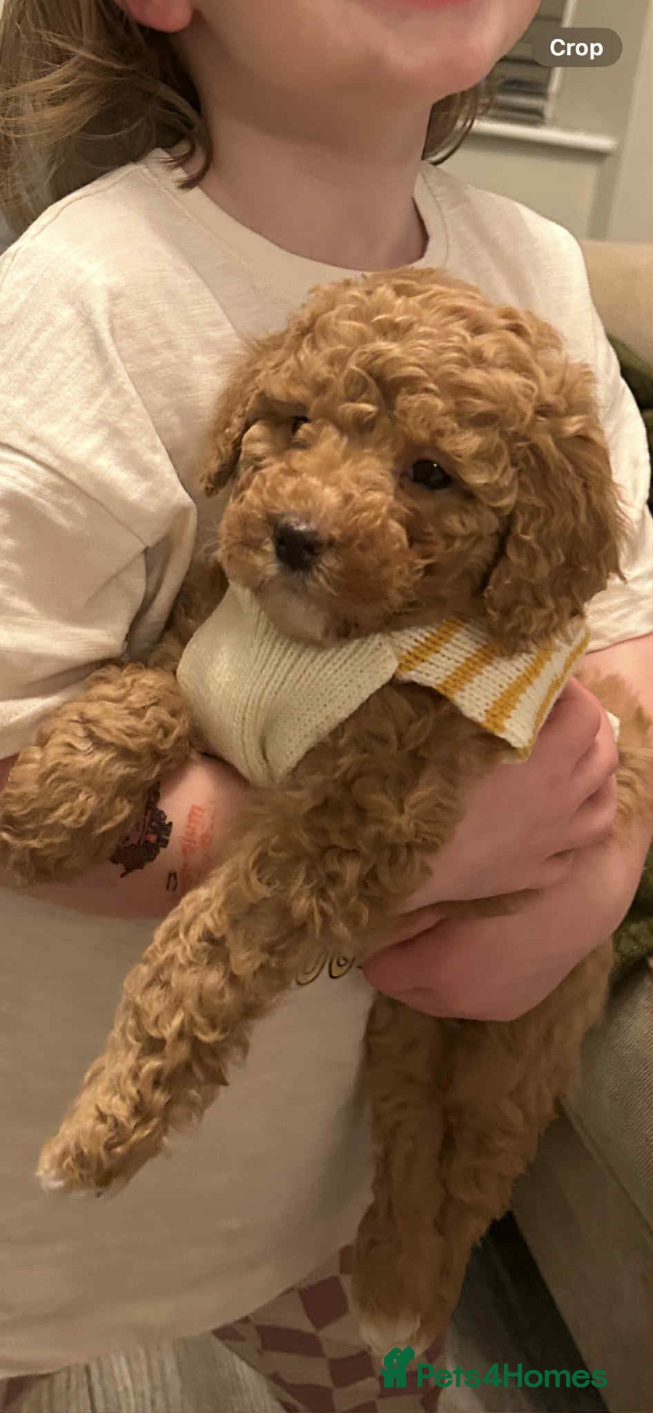 Toy Poodle dogs Toy poodle - Advert 17