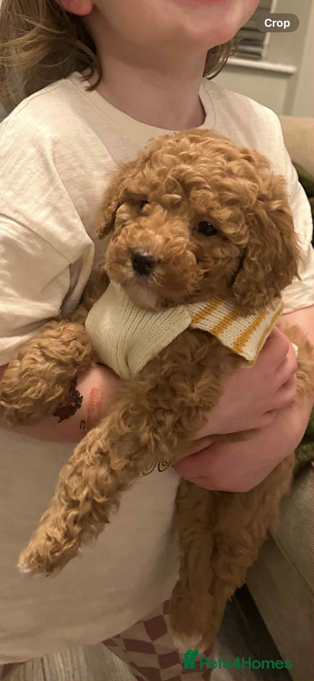 Toy Poodle dogs for sale: Toy poodle - Advert 1