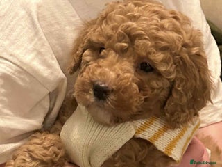 Toy Poodle dogs Toy poodle - Advert 1