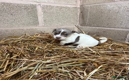 Jack Russell dogs for sale: Lilac & Tan Miniature Jack Russel  - Image 19