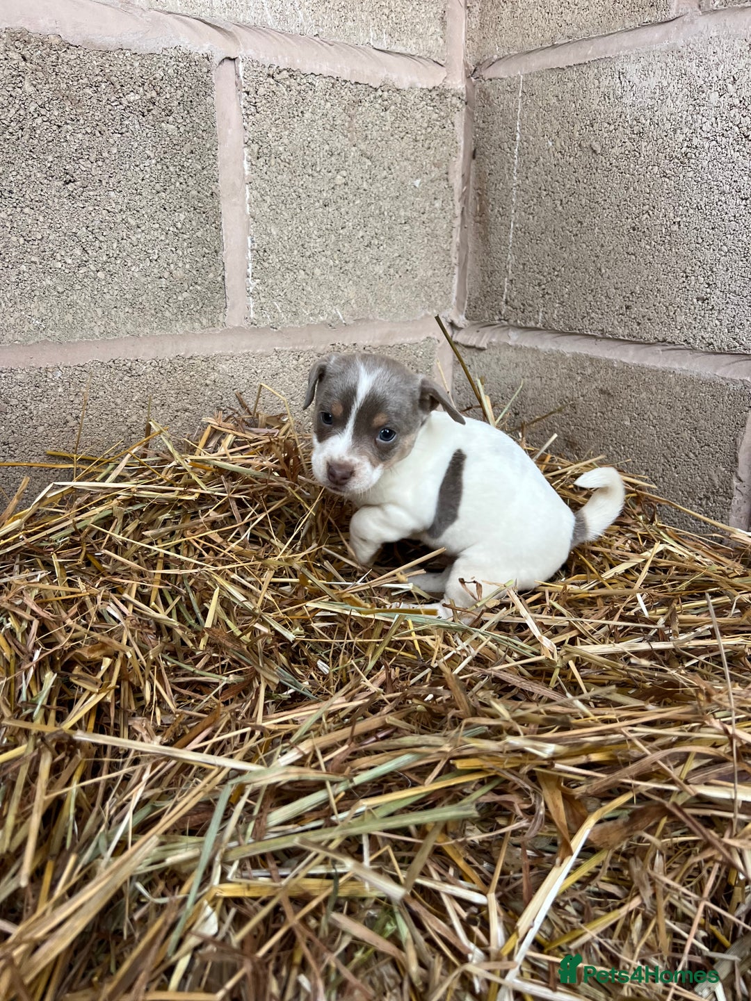 Jack Russell dogs for sale: Lilac & Tan Miniature Jack Russel  - Image 19