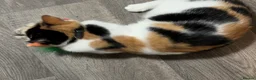 Mixed Breed cats for sale: Beautiful cat  - Advert 6