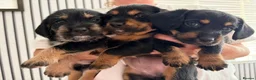 Mixed Breed dogs for sale: Schweenie puppies  - Advert 9