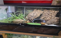 Snails invertebrates for sale: 2 Subadult giant African land snails - Image 3