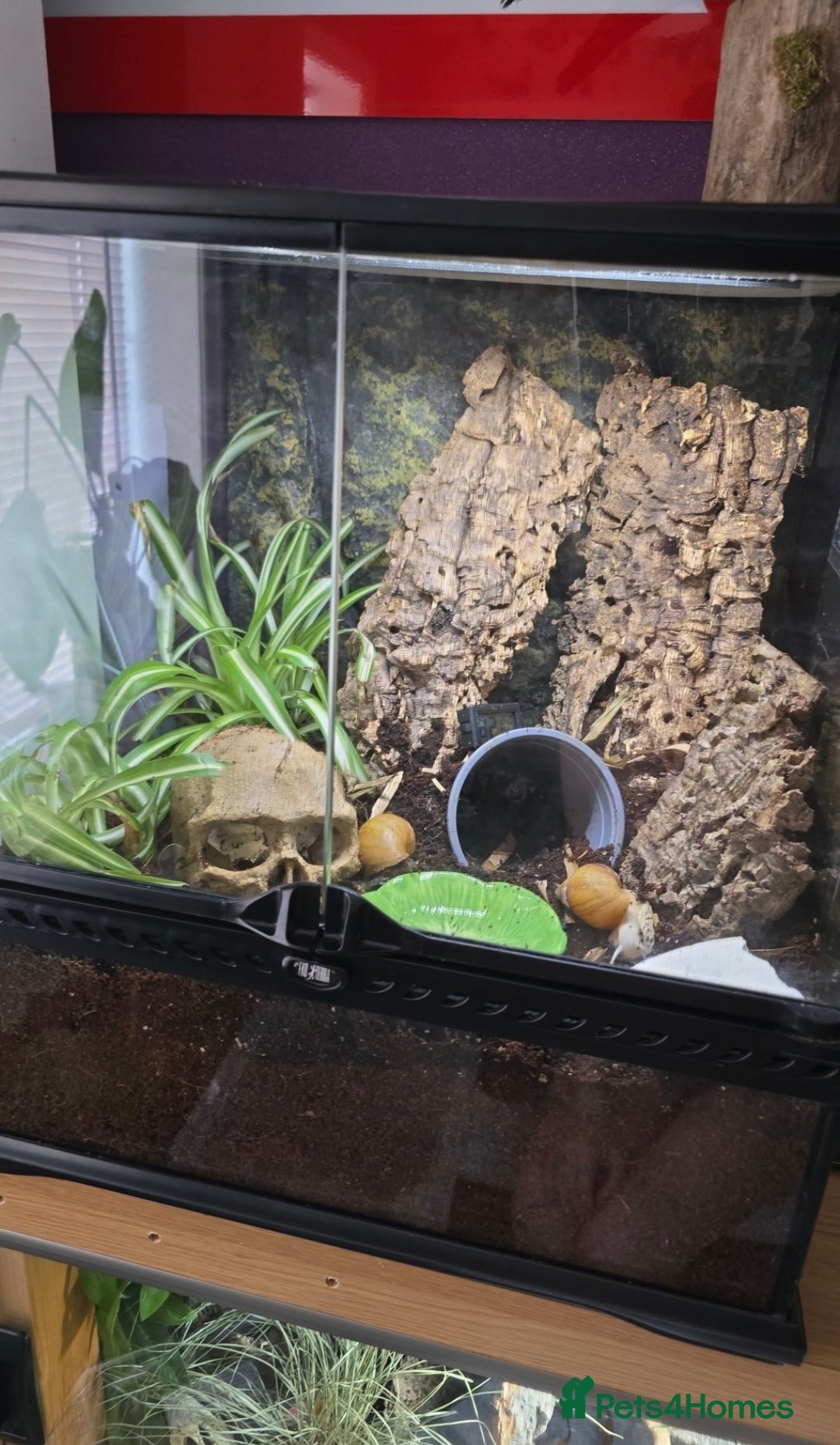 Snails invertebrates for sale: 2 Subadult giant African land snails - Image 3