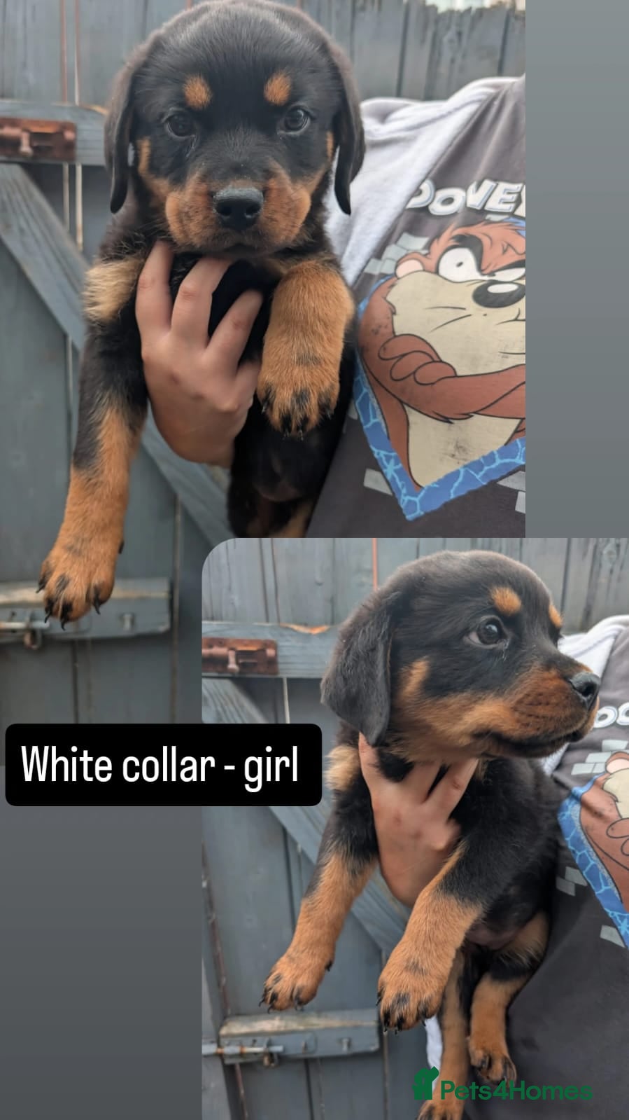 Rottweiler dogs 🐶PREMIUM ROTTWEILERS. ADRK GERMAN BLOODLINES 🇩🇪 - Advert 2