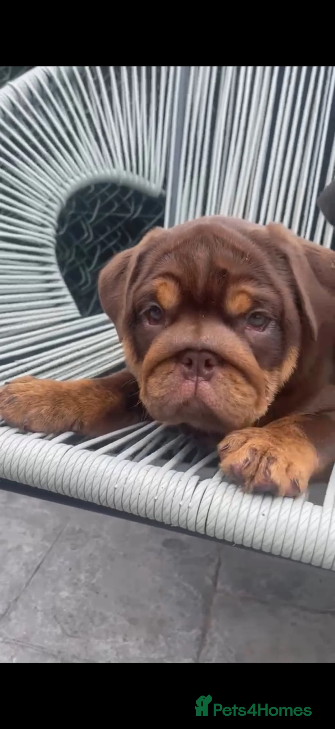 English Bulldog dogs for sale: Gorgeous chocolate & tan female puppy for sale  - Advert 4