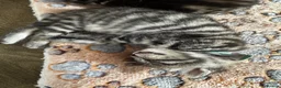 Bengal cats for sale: bengal cross kittens - Advert 4