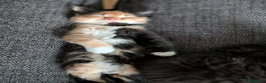 British Longhair 4
