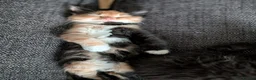 British Longhair cats for sale: Five Kittens Ready for Their Forever Homes! 🐾 in Huntingdon - Advert 18