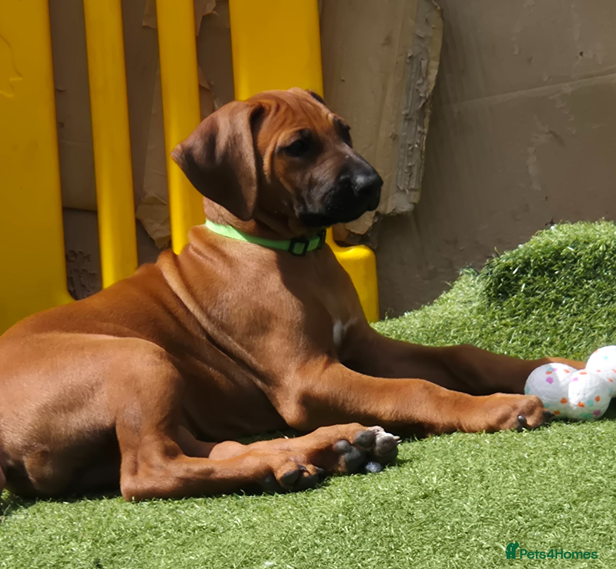 Rhodesian Ridgeback dogs 1x FEMALE RHODESIAN RIDGEBACK PUPS!! - Advert 4