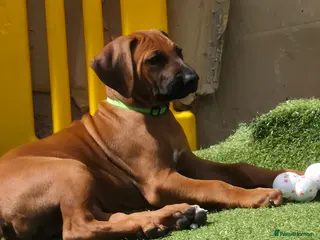 Rhodesian Ridgeback dogs 1x FEMALE RHODESIAN RIDGEBACK PUPS!! - Advert 4
