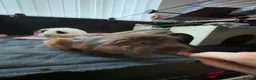 Guinea Pig rodents for sale: 2 sweet female guinea pig sisters  - Advert 2
