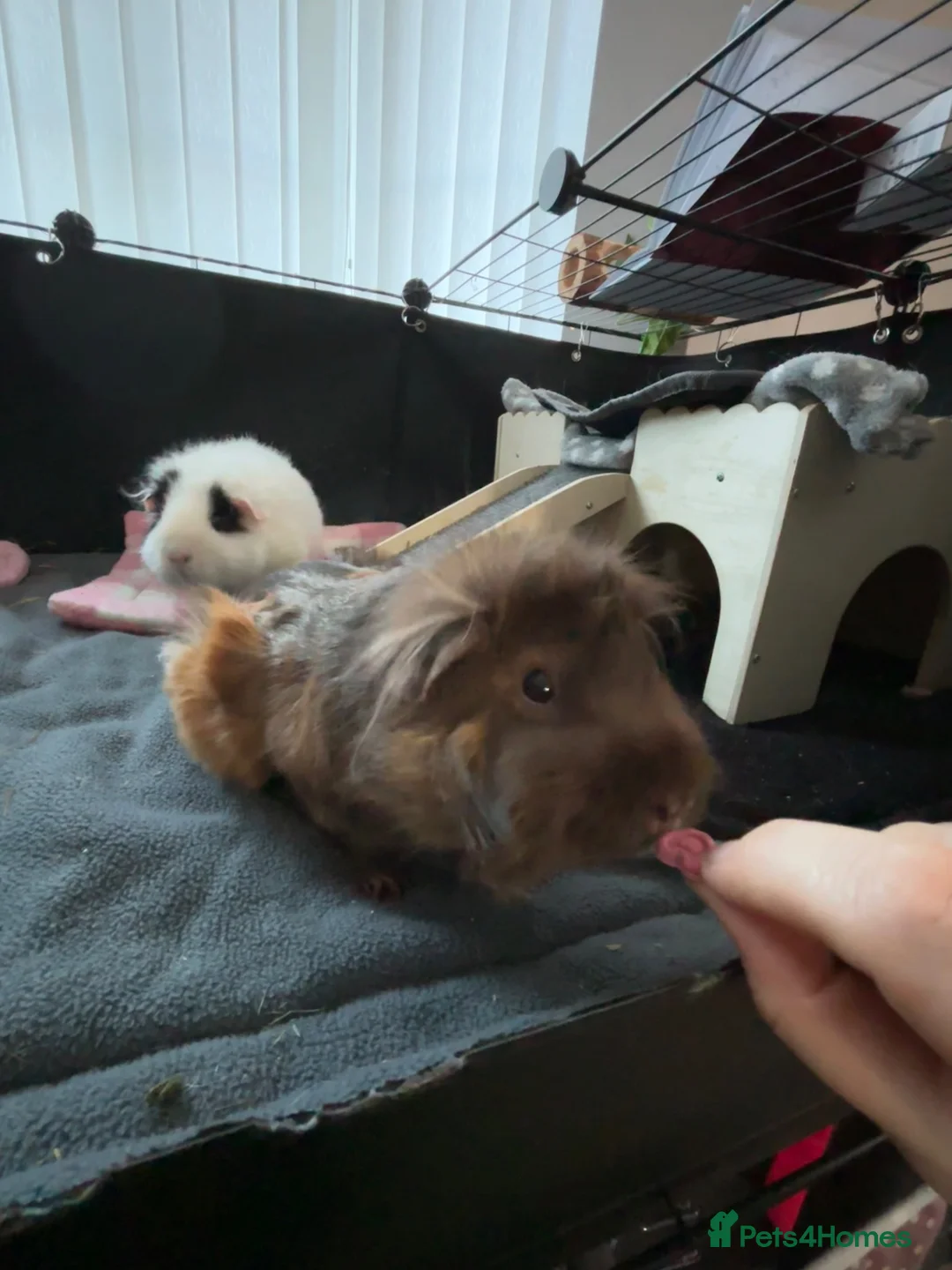 Guinea Pig rodents for sale: 2 sweet female guinea pig sisters  - Advert 2