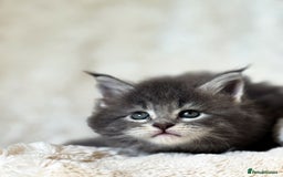 Maine Coon cats for sale: ✨BLUE FEMALE KING-SIZE MAINE COON CUB✨ - Image 11