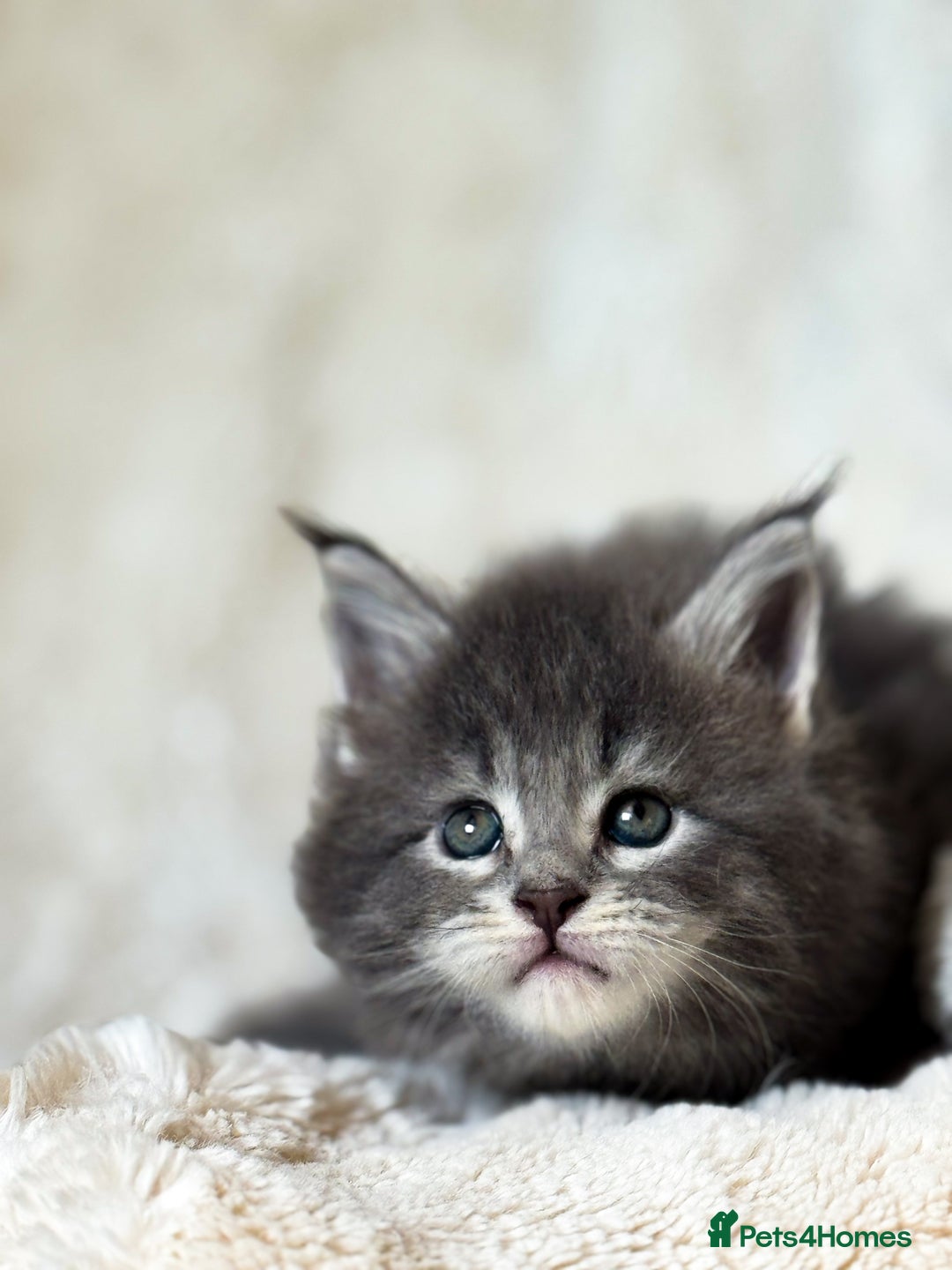 Maine Coon cats for sale: ✨BLUE FEMALE KING-SIZE MAINE COON CUB✨ - Image 11