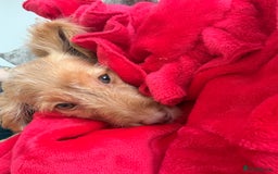 Cocker Spaniel dogs for sale: ⭐️Golden Cocker Girl⭐️ - Advert 8