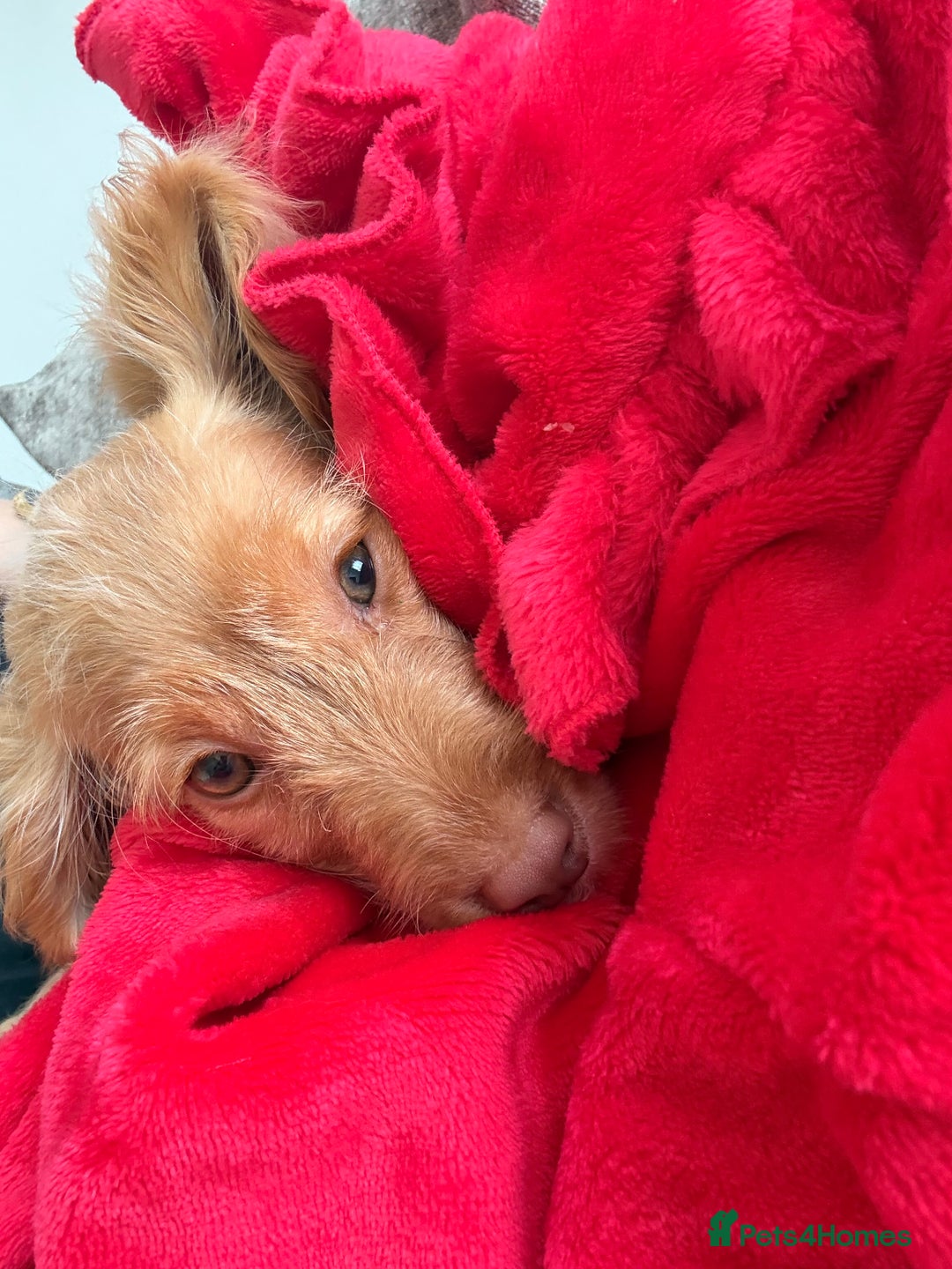 Cocker Spaniel dogs for sale: ⭐️Golden Cocker Girl⭐️ - Advert 8